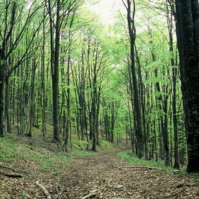 Terre Verdi | © APT Rovereto Vallagarina Monte Baldo