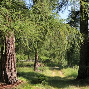 Capriana - Larch Forest | © APT Fiemme Cembra