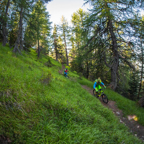 Trail Larici Secolari No. 703 | © APT Valli di Sole, Peio e Rabbi