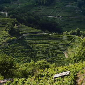 vigneti terrazzati | © Azienda per il Turismo Altopiano di Piné e Valle di Cembra