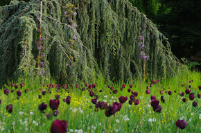 Fiori nel prato del Parco asburgico a Levico | © APT Valsugana e Lagorai