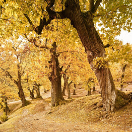 Chestnut Grove Path - Castione di Brentonico | © APT Rovereto Vallagarina Monte Baldo