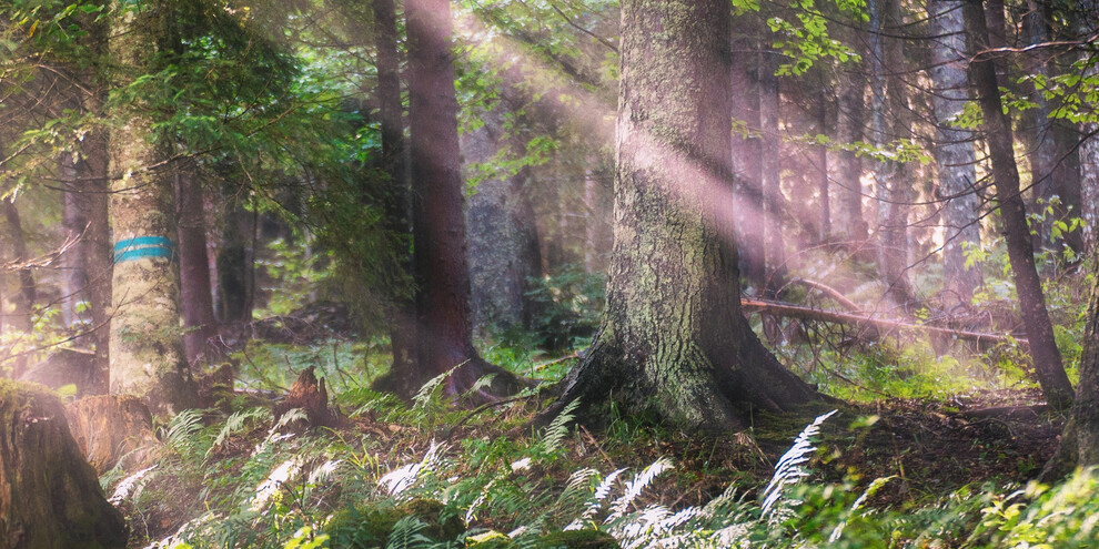 Forest along the route | © APT Dolomiti di Brenta e Paganella