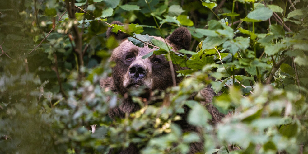 Wildlife Park | © APT Dolomiti di Brenta e Paganella