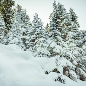 Snow-covered trees | © APT Dolomiti di Brenta e Paganella