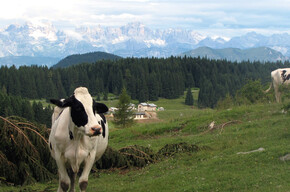 L'area di Malga Millegrobbe | © Unknown
