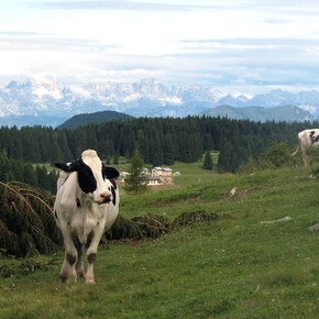 L'area di Malga Millegrobbe | © Unknown