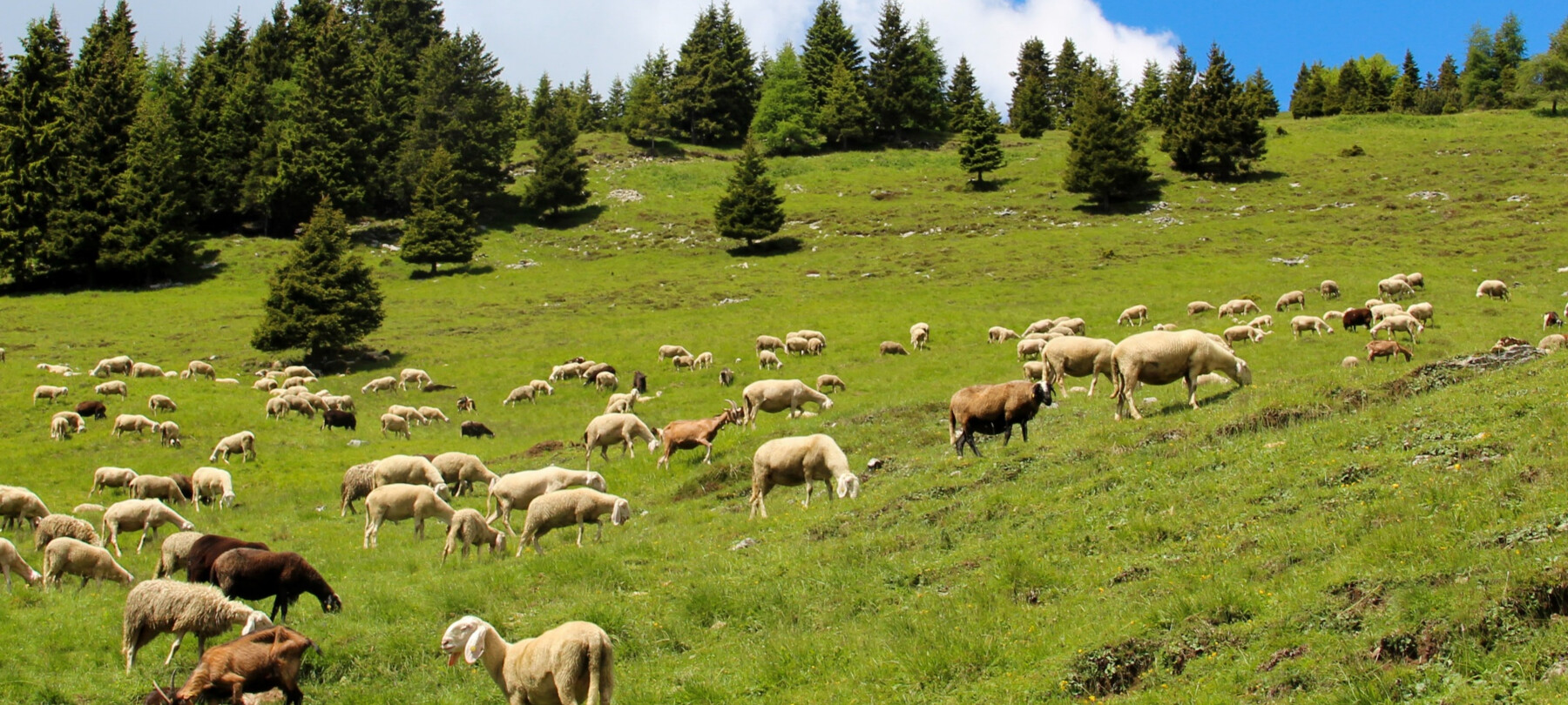 Pecore al pascolo verso Cima Avez | © Garda Trentino 