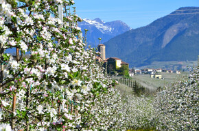 Tour 1442 - Quattro Ville: easy castle route among the apple orchards of Val di Non | © APT Val di Non 