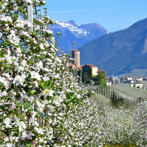 Tour 1442 - Quattro Ville: einfache Tour der Burgen zwischen den... | © APT Val di Non 