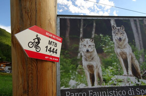 Route 1444 - Bear no fear! On the tracks of the bear | © APT Val di Non 