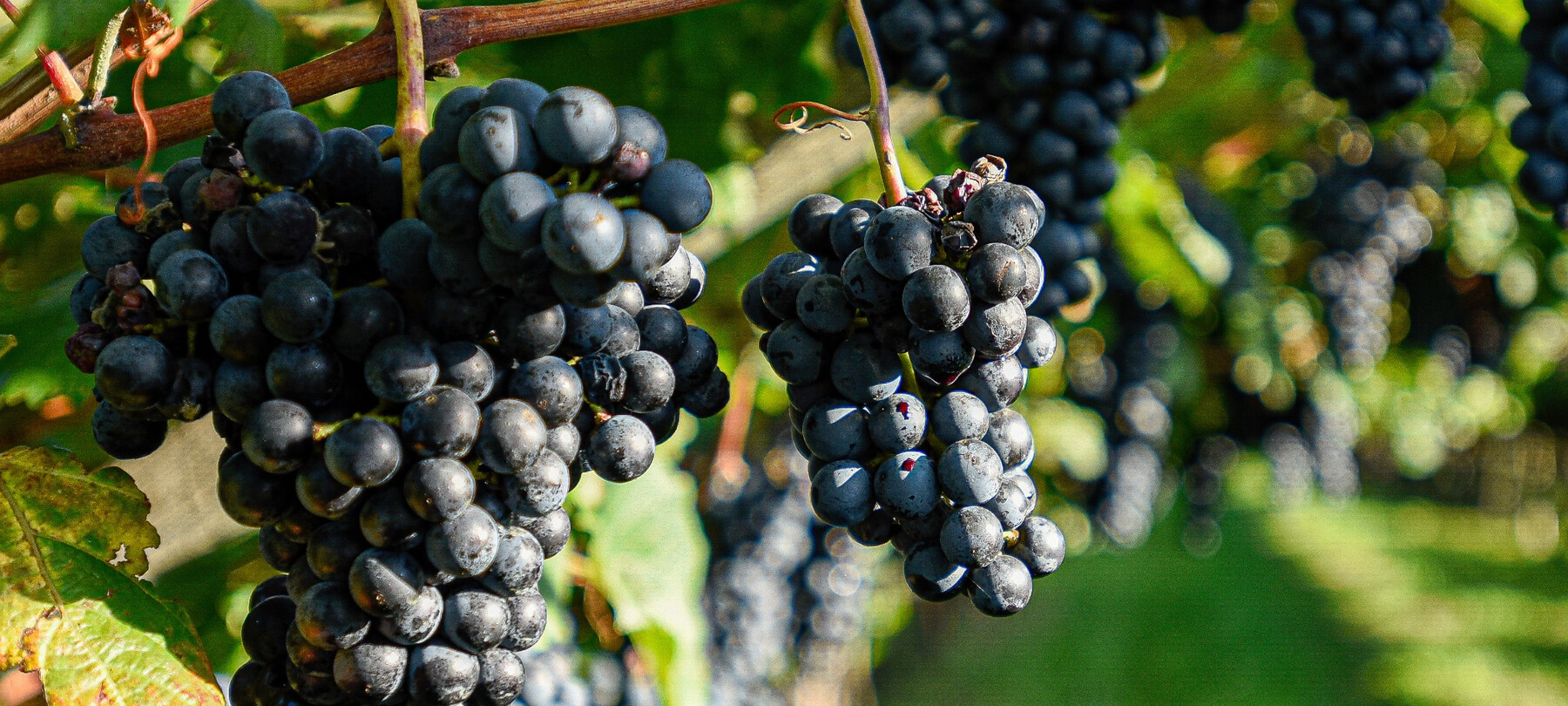 Uve Marzemino | © APT Rovereto Vallagarina Monte Baldo