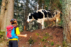 852 - Alm-Rundfahrt | © Azienda per il Turismo Alpe Cimbra