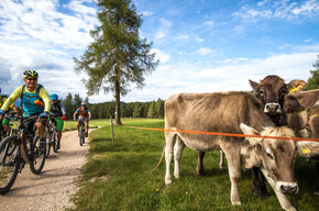 Route 1416 - Sissi's favourite | © APT Val di Non 