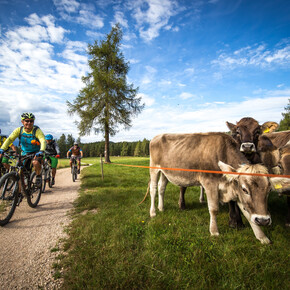 Route 1416 - Sissi's favourite | © APT Val di Non 