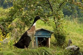 Gaggio | © Rete di Riserve Val di Cembra Avisio