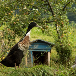 Gaggio | © Rete di Riserve Val di Cembra Avisio