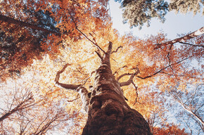 Beeches | © Madonna di Campiglio Azienda per il Turismo 