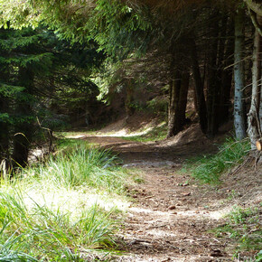 seniero per il Monte Salubio | © APT Valsugana e Lagorai