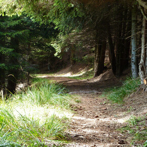 seniero per il Monte Salubio | © APT Valsugana e Lagorai