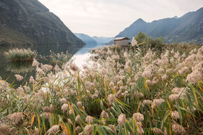Biotope at Lake Idro, treasure of biodiversity | © Madonna di Campiglio Azienda per il Turismo 