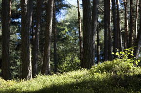 The Laghestel biotope from Loc. Ferrari | © APT Trento 