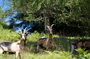 From the Monte Pat hut to Malga Vernera | © APT Trento 