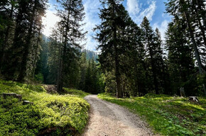 Monte Roen Pfad Wald Natur | © APT Val di Non 