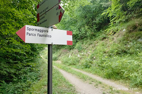 Leichte Wanderung auf der Brandschneise | © APT Dolomiti di Brenta e Paganella