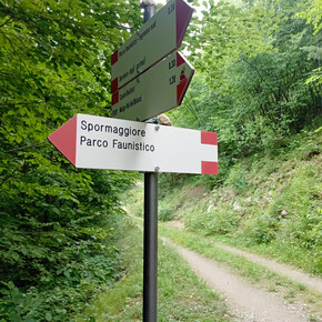 Leichte Wanderung auf der Brandschneise | © APT Dolomiti di Brenta e Paganella