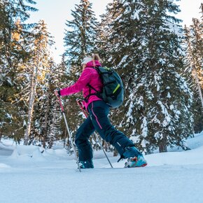 FRANCOLINI 1 | © Azienda per il Turismo Alpe Cimbra