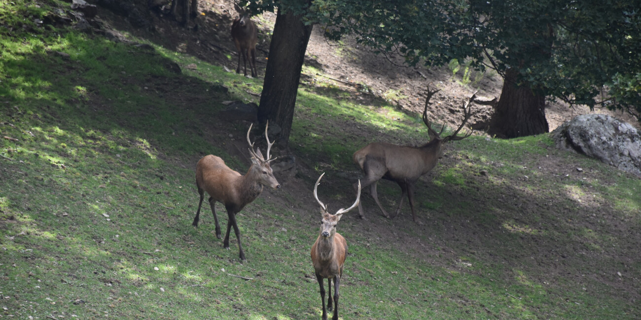 Wildlife Area Peio #4