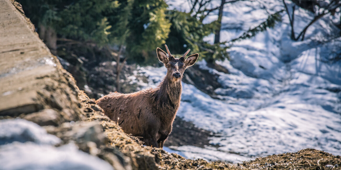 Wildtiergebiet Peio #2