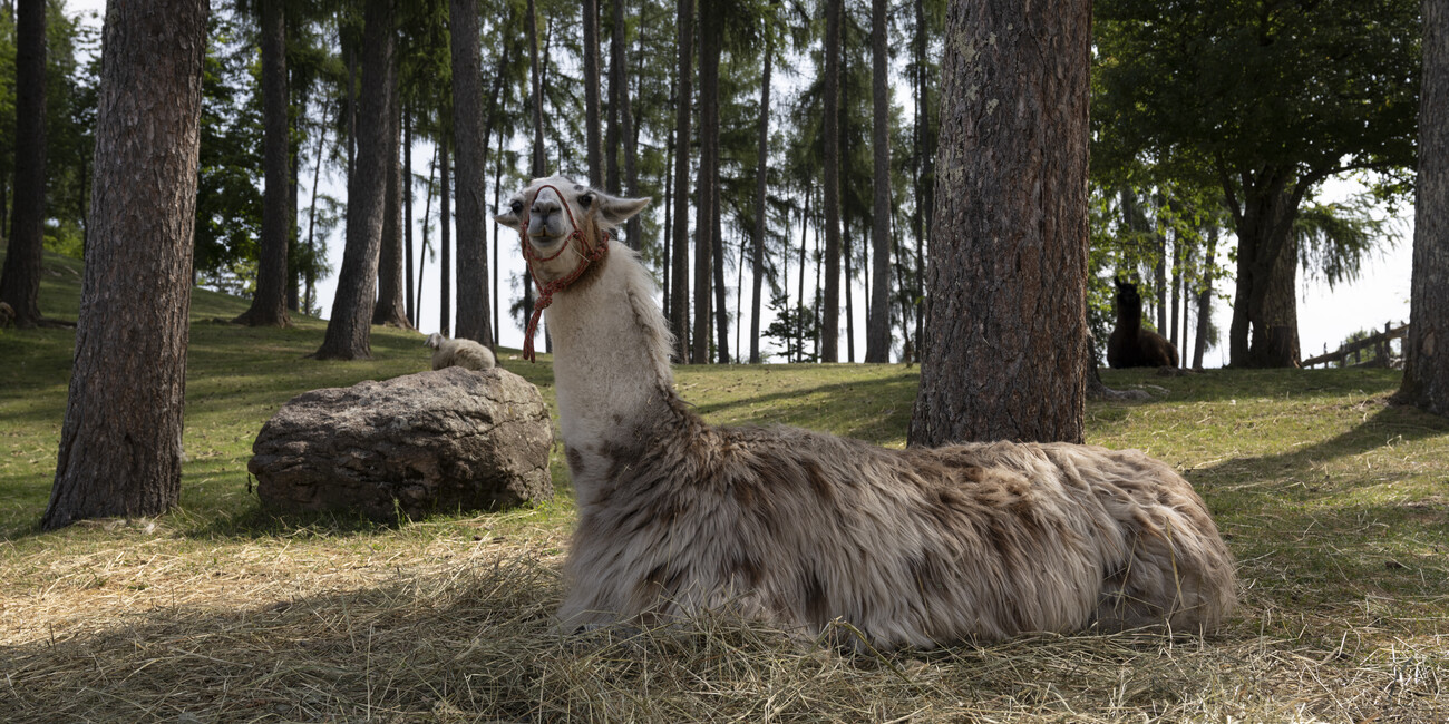 Candriai Alpine Hut #2