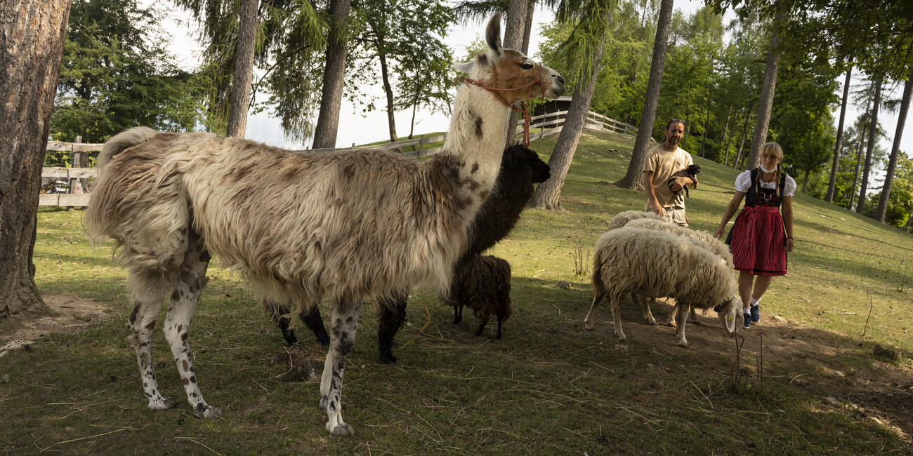 Candriai Alpine Hut #3