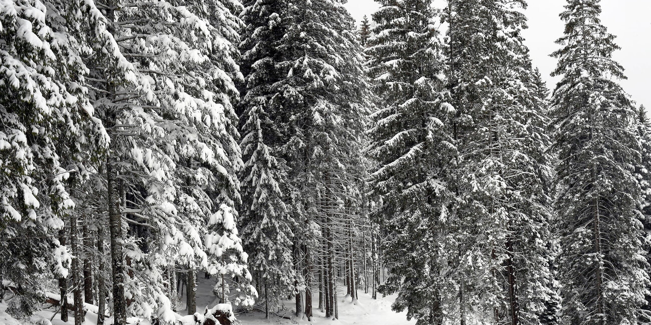 Viewpoint Dosso di Costalta #5