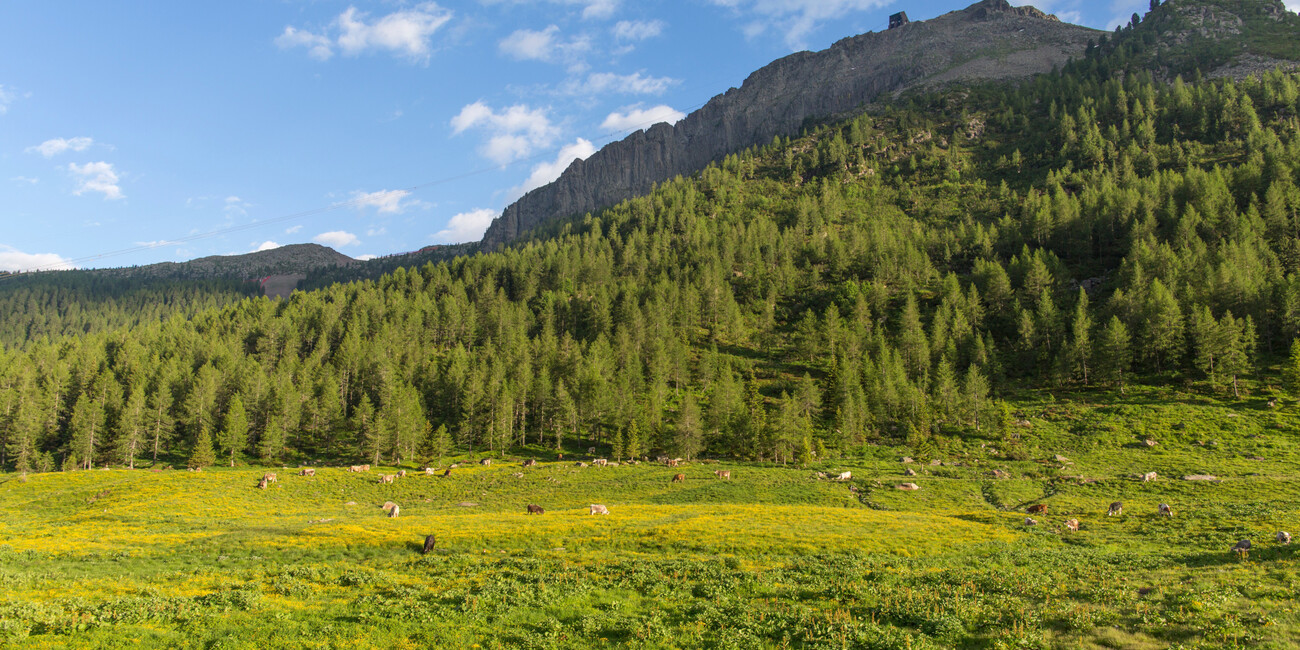 Punto panoramico Col Margherita - Passo San Pellegrino #6
