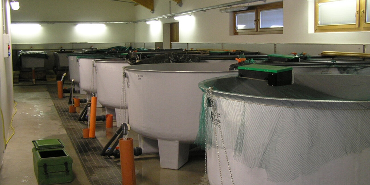 Ichthyogenes Zentrum #3