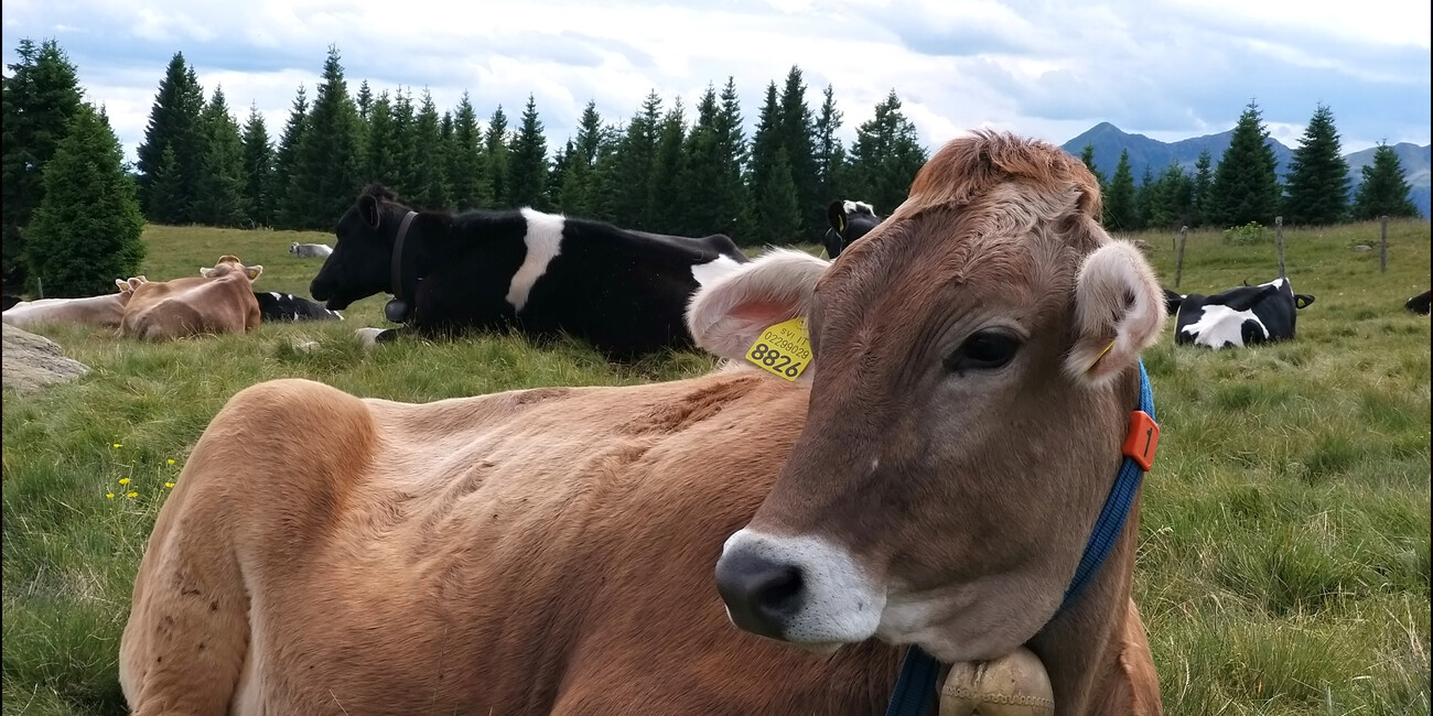 © Stefania Menghini 