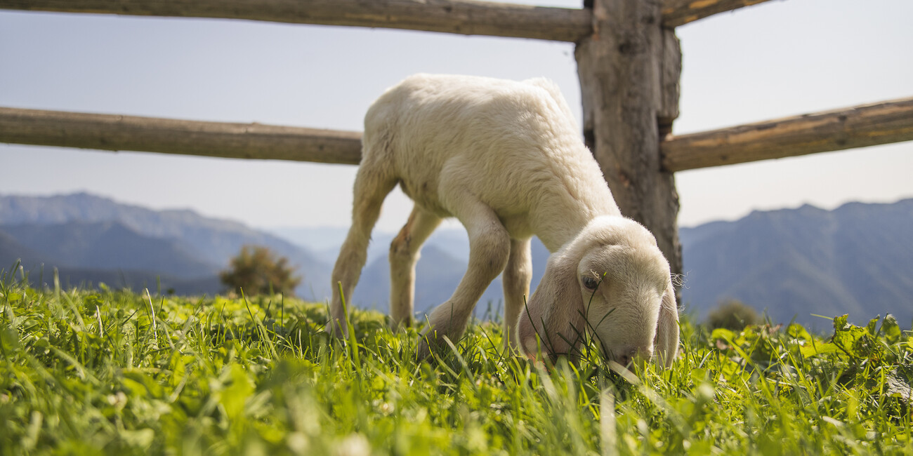 © Molineris Daniele 