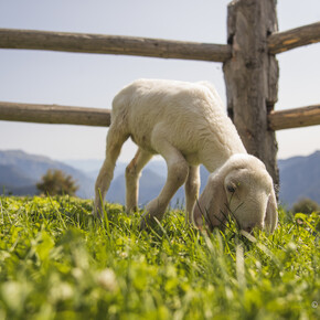 Agritur Malga Cengledino