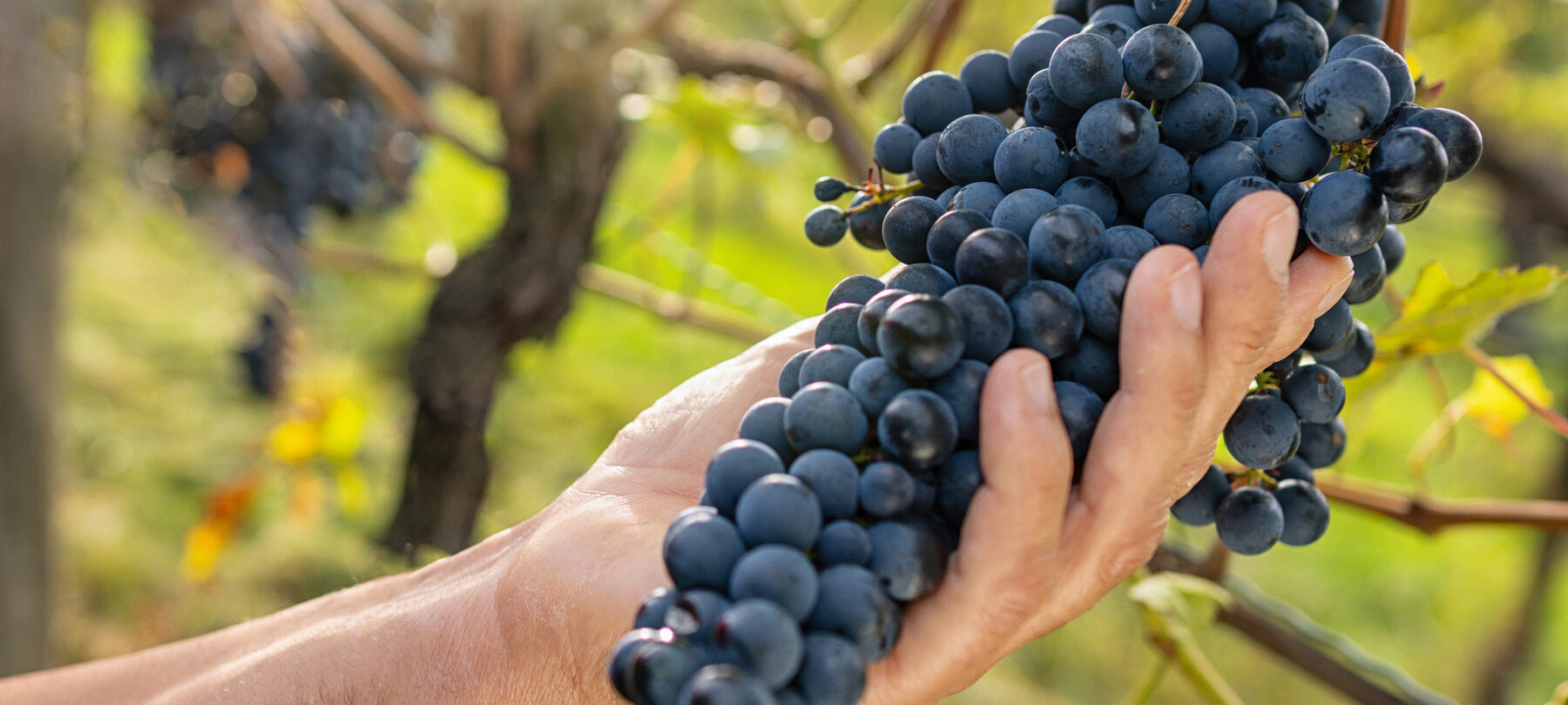  Enoturystyka: śladami wina Teroldego na Równinie Rotaliana 