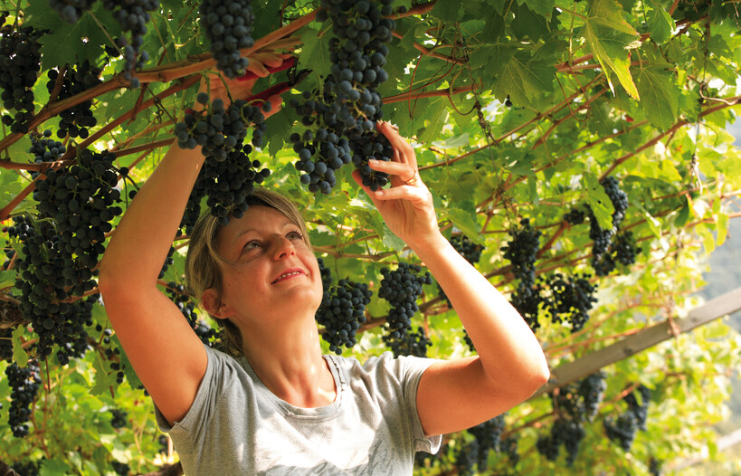 Entdecken Sie Müller Thurgau