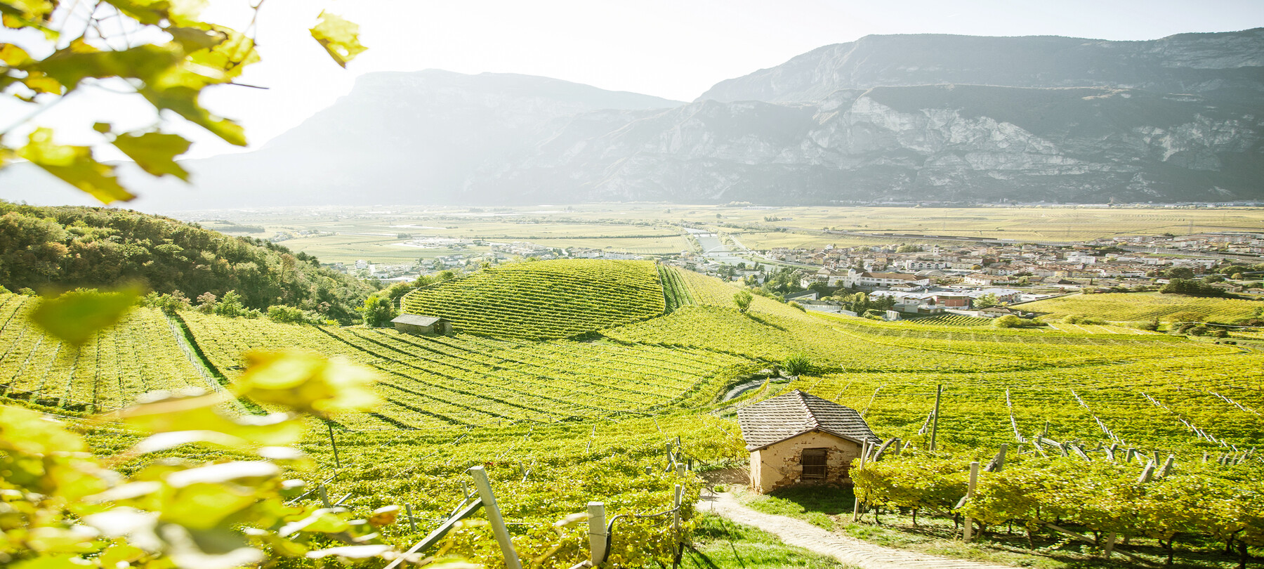 Wine Top Experience: experience the world of wine