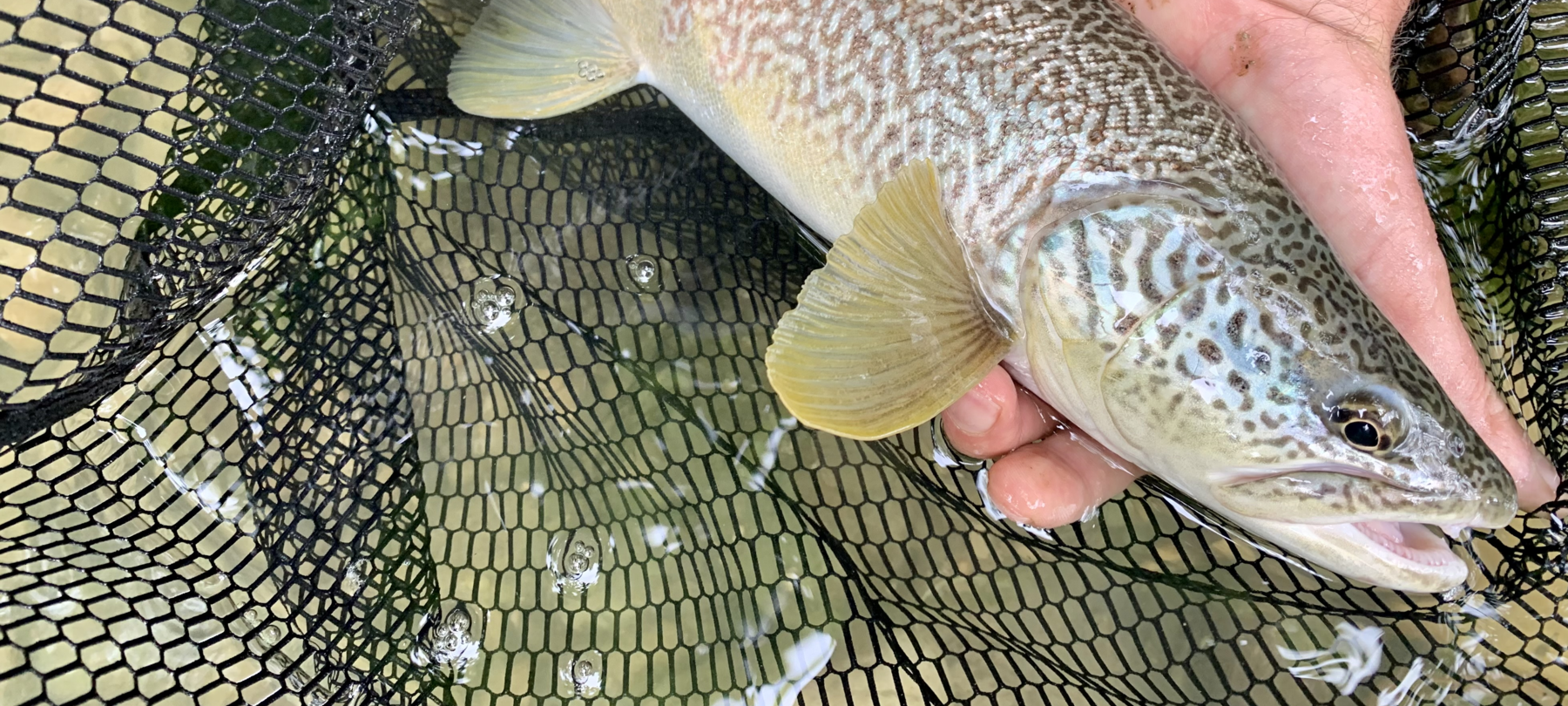 Marble Trout: A Guide to Fishing in Trentino