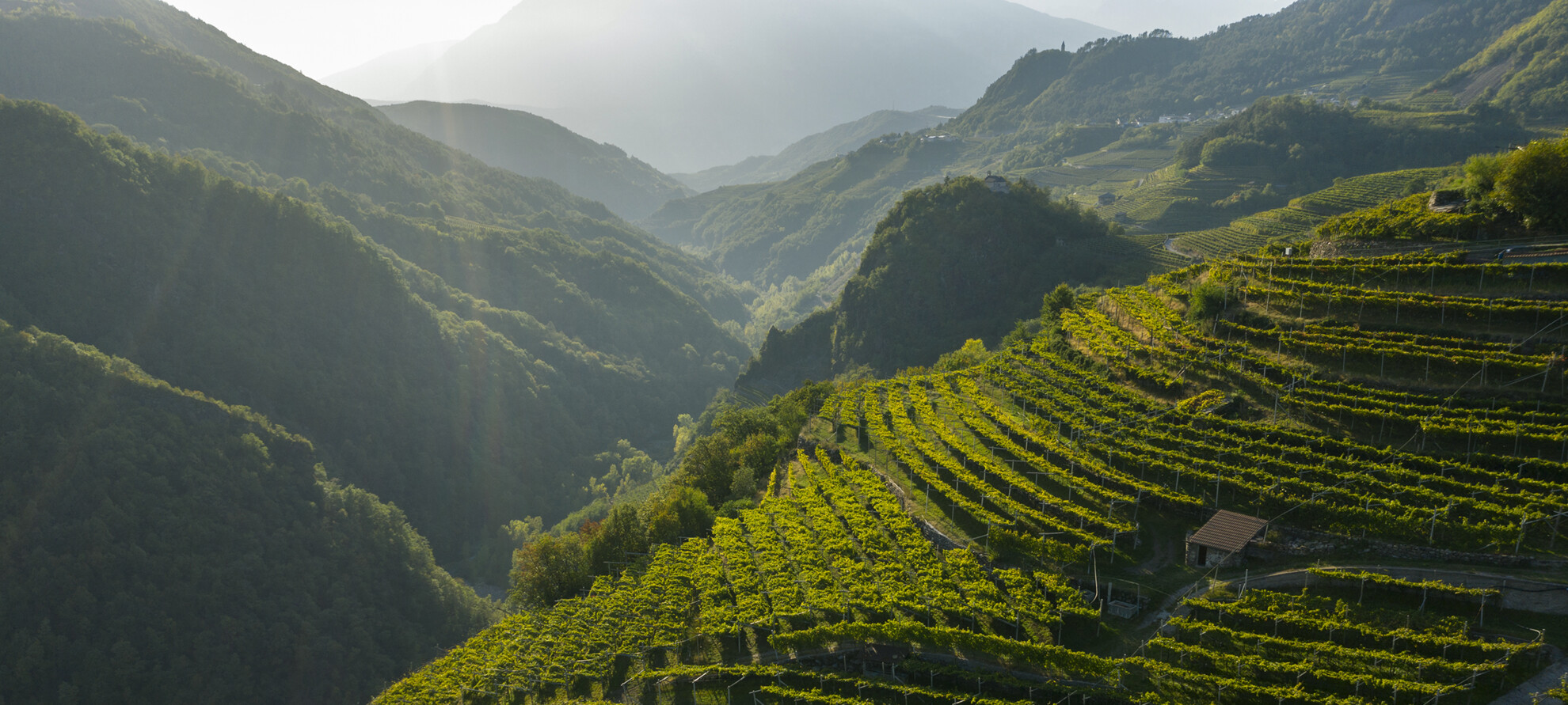 Weinbergen und Kellereien