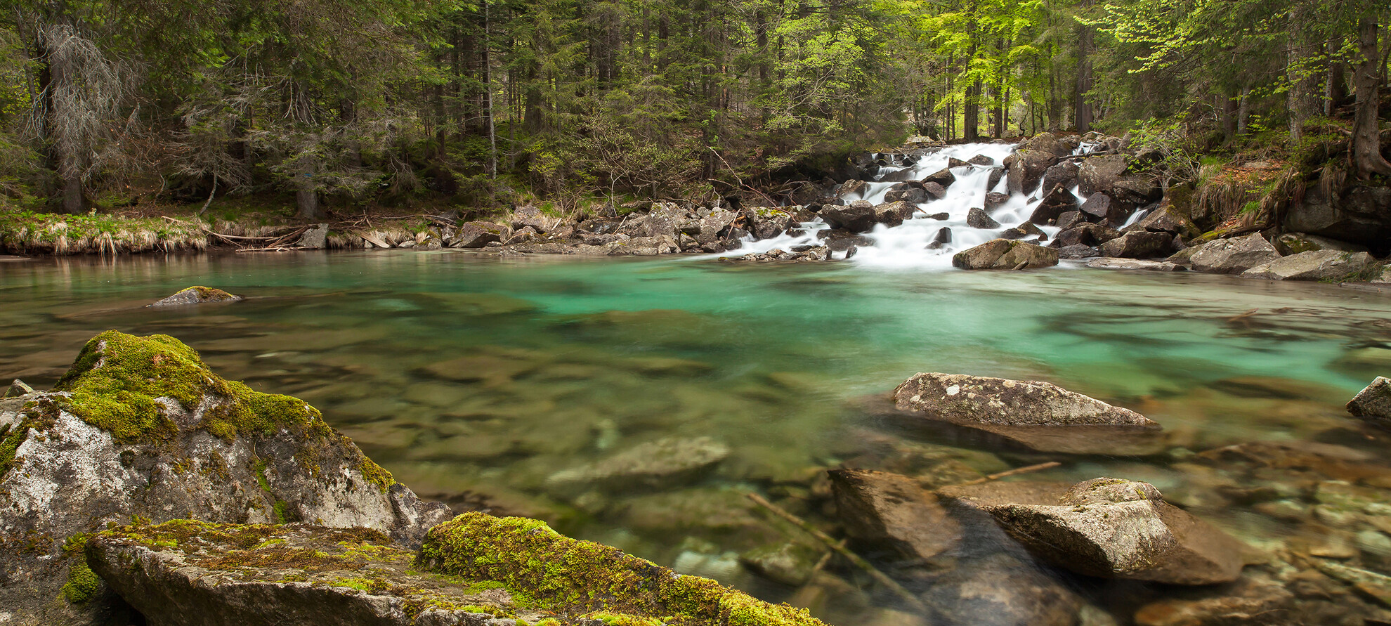 Intelligenz der Natur