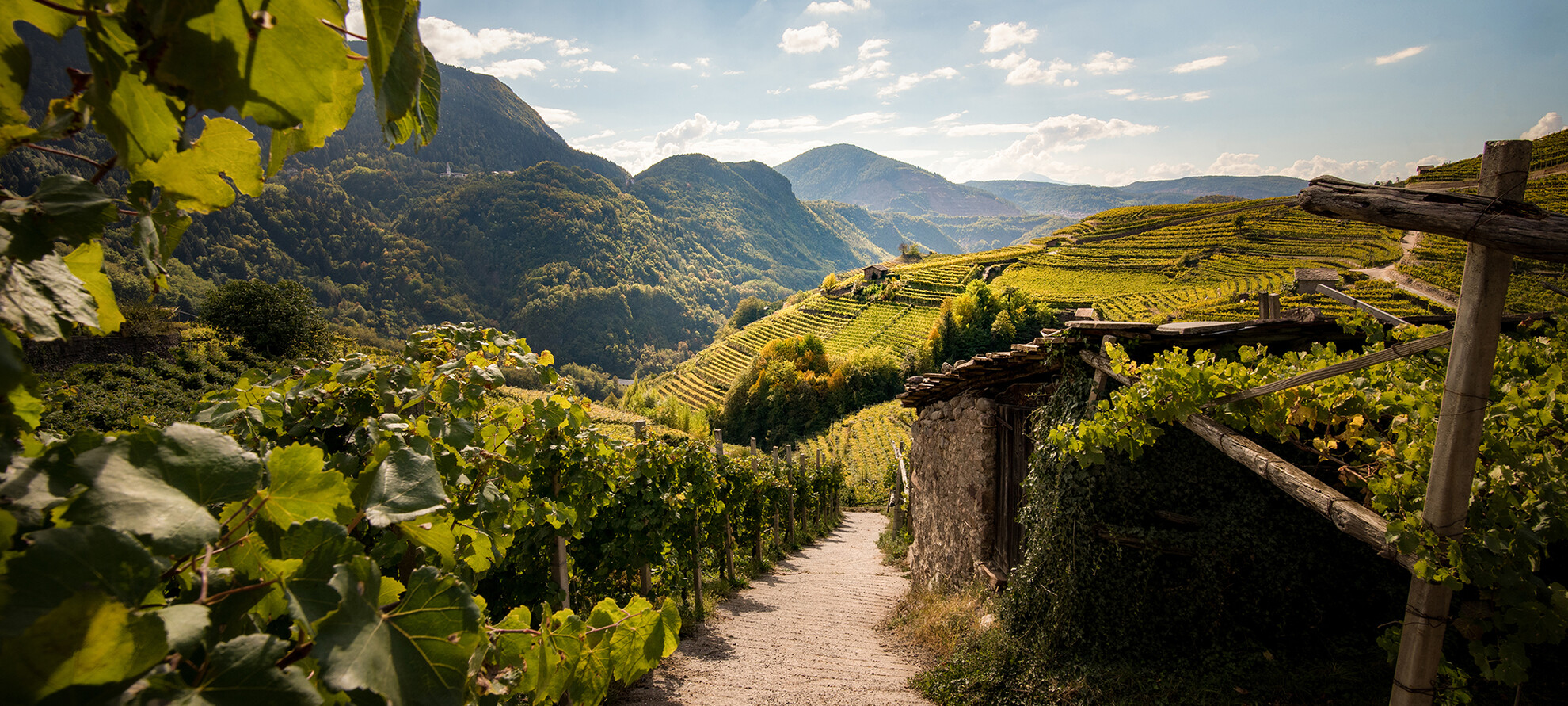 Among woods and vineyards