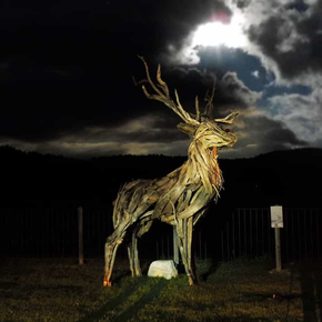 Cervo di Vaia | © App Mio Trentino