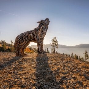 Lupa Lagorai | © Dejan Bilic - Apt Valsugana